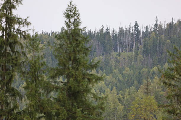 Steep mountain slope covered with dense forest of conifers and deciduous trees. Yellow leaves indicate autumn season.