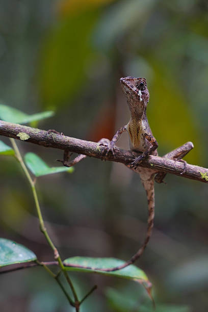 istock Sri Lankan Kangaroo Lizard (Otocryptis wiegmanni) Clinging to a Tree in Rainforest 2242401081