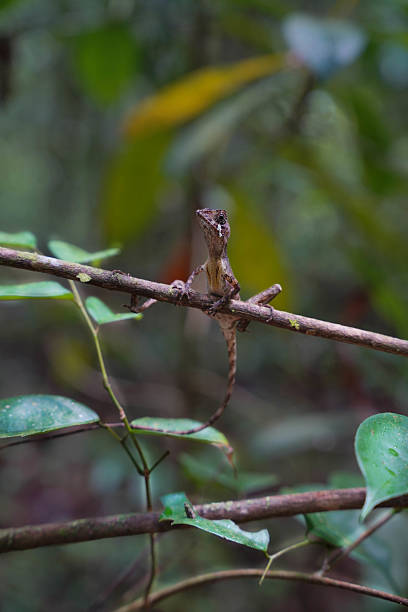 istock Sri Lankan Kangaroo Lizard (Otocryptis wiegmanni) Clinging to a Tree in Rainforest 2242401085