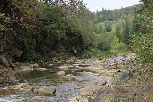 The Zelenytsia River in the Carpathians flows through rocky terrain and dense forest. Clear water and green slopes create a peaceful mountain landscape.