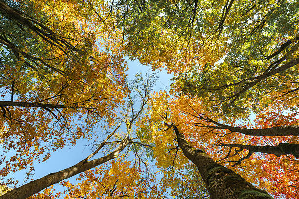 A view of tall trees with golden autumn leaves illuminated by sunlight, showcasing the beauty of nature in fall.