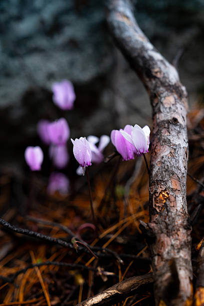 Pink Cyclamens growing in Italy.
