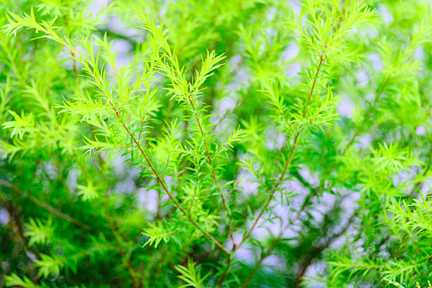 istock green leaf in green park 2242402562