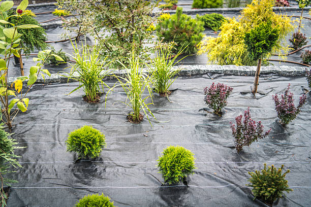 istock Cultivating a Diverse Plant Landscape in a Nursery Setting 2242405057