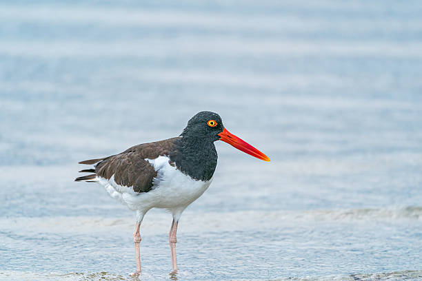 An American oystercatcher standing in the water looking around.