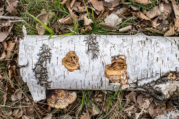 Natural  background with birch branch and wild mushrooms