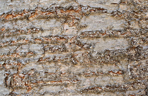 istock The surface of bark for texture or background 2242410012