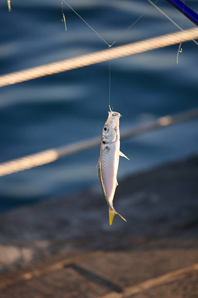 istock Fishing catch displayed over blue water under sunlight 2242410247