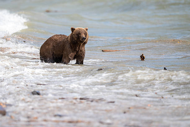 istock Alaskan brown bear searching for salmon in Naknek Creek. 2242411652