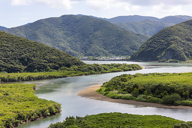 beautiful mangrove primeval forest in amami oshima, japan
