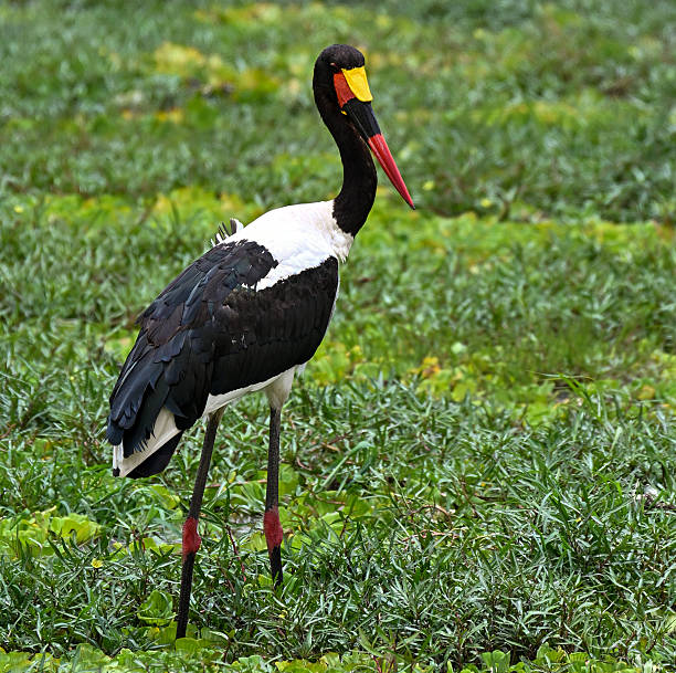 Saddle-billed stork (Ephippiorhynchus senegalensis) standing in shallow water surrounded by green vegetation in an African wetland. This striking large stork species is characterized by its long red and black bill with a yellow saddle-shaped shield.