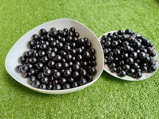 istock Fresh, bright jabuticabas, picked from the tree, showcase all the richness and authentic flavor of Brazil. Tropical fruits bursting with color, freshness, and nature in every detail. 2242415237