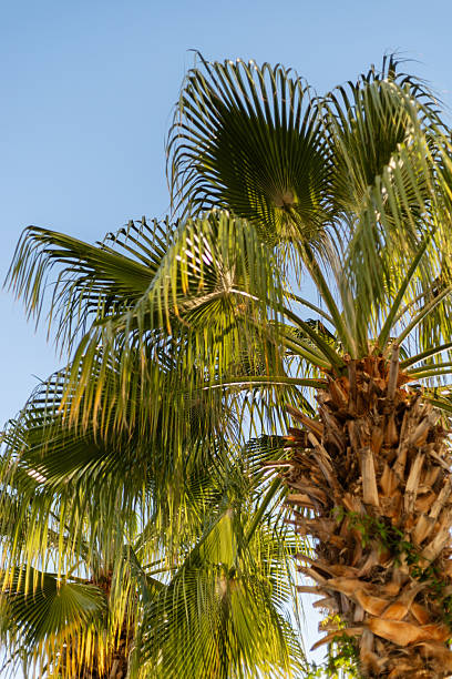istock Tall palm trees showcase vibrant green leaves against a blue sky, emphasizing a warm, sunny atmosphere perfect for relaxation and leisure outdoors 2242415248