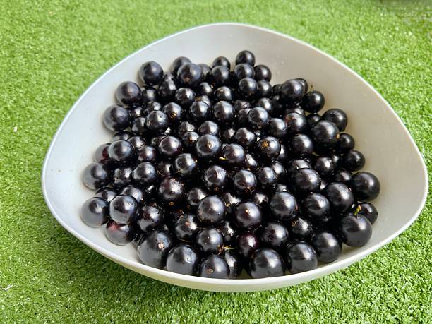 istock Fresh, bright jabuticabas, picked from the tree, showcase all the richness and authentic flavor of Brazil. Tropical fruits bursting with color, freshness, and nature in every detail. 2242415260