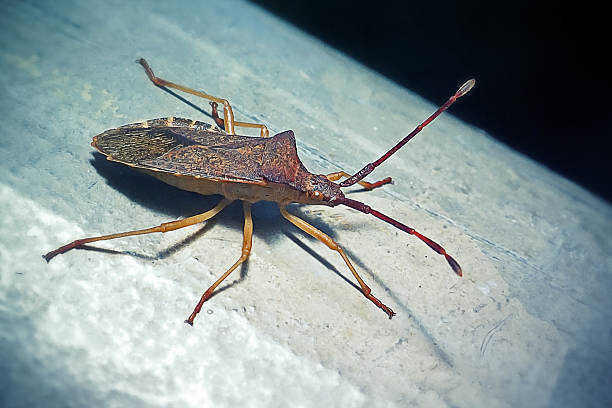 Gonocerus acuteangulatus Box Bug Insect. Digitally Enhanced Photograph.