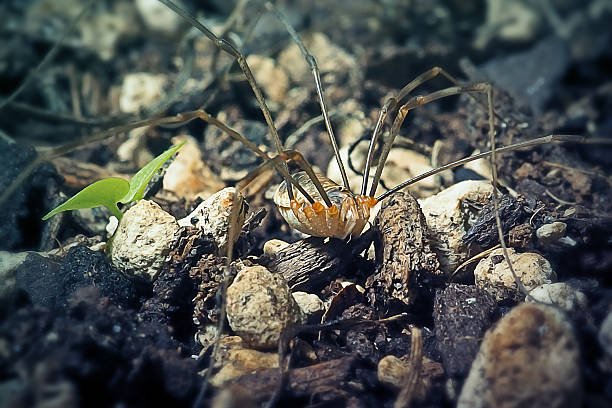 Phalangium opilio Harvestman Spider. Digitally Enhanced Photograph.