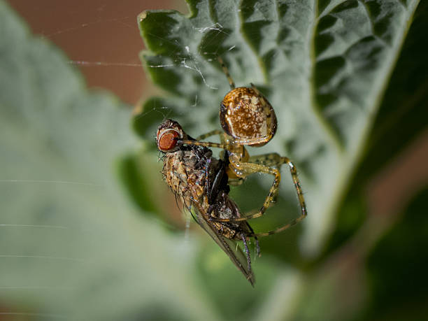 istock Macro Shot of a Spider Capturing a Fly in Its Web on a Green Leaf 2242416102