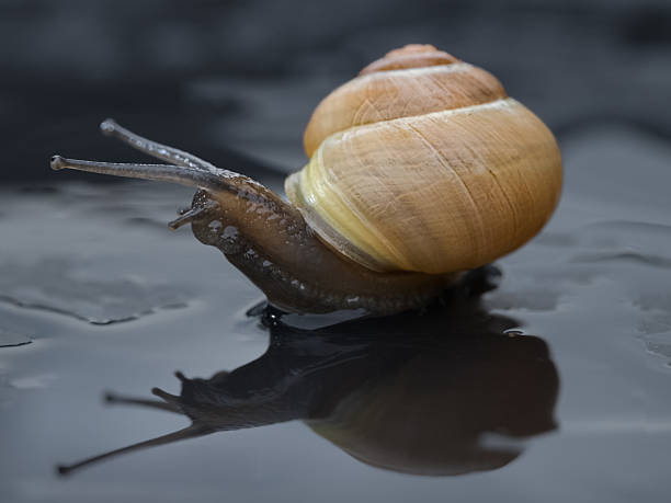 istock Macro Close-Up of a Garden Snail Crawling on a Wet Surface with Reflections 2242416143