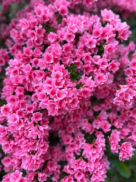 A vibrant blanket of pink Azalea blooms (Rhododendron) fills the entire frame. This dense close-up captures the repeating texture of a lush, healthy spring garden. Ideal for a floral background.