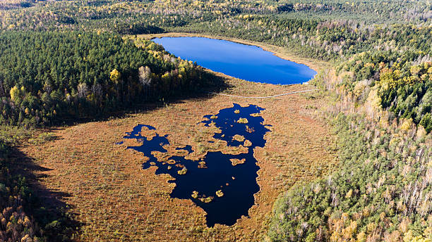 istock Varnikai swamp in autumn in Lithuania 2242418312