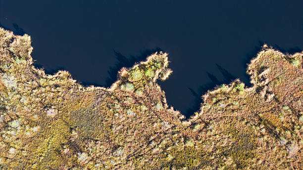 istock Varnikai swamp in autumn in Lithuania 2242418332