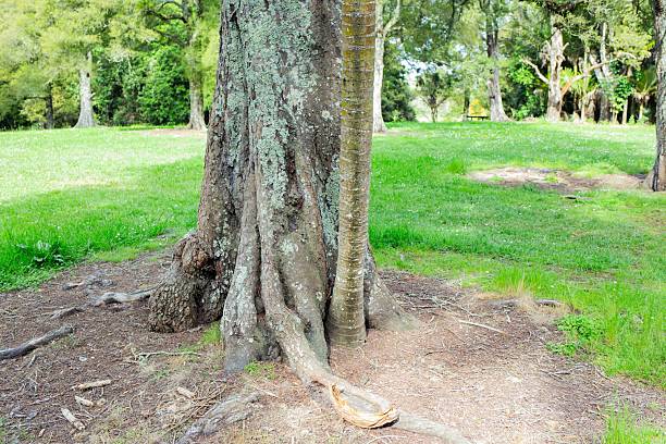 A view of a green perpendicular tree in summer forest park.