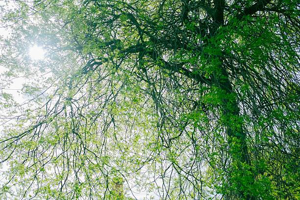 A view of a green perpendicular tree in summer forest park.
