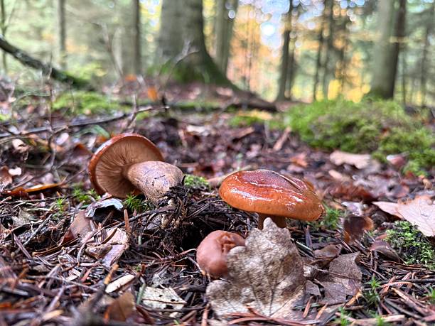 istock Mushrooms in the forest 2242418736