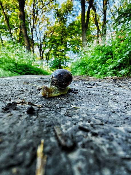 Autumn landscape in Tuscany Italian countryside, with early morning misty fog and wet land. A snail is slowly crossing a wet asphalt road