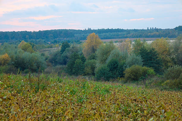 A spacious autumn rural landscape showcases mixed fields and forests transitioning into soft golden-green tones, highlighted on the horizon by the last rays of the sun.