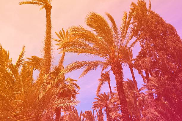istock Colorful summer background palm trees photo 2242420195