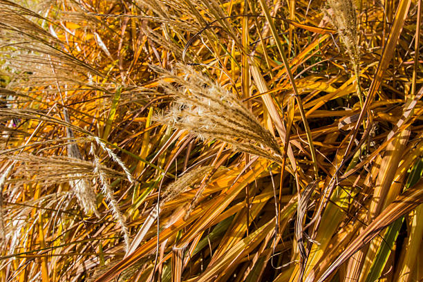 Miscanthus sinensis on a bright yellow autumn background with highlights and bokeh. autumn photo. autumn colors. screen saver. close-up. space for text and free space. Miscanthus sinensis Zebrinus.