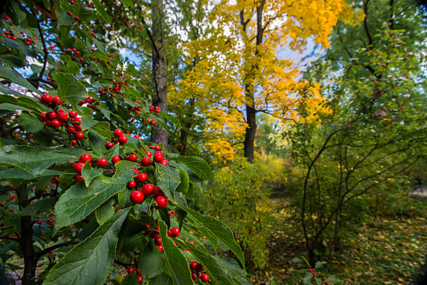 ripe holly berries on a blurred background. general plan. bright, ripe, and healthy berries with vitamins. Ilex verticillata. black alder; Canadian holly; coral berry; fever bush; Michigan holly