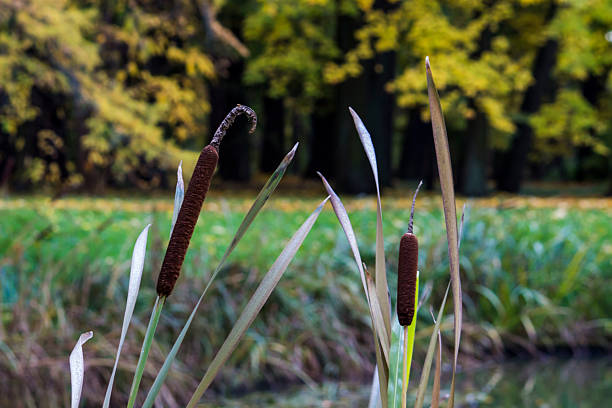 reed. Typha latifolia. on a beautiful blurred sky background with highlights and bokeh. colorful autumn nature photo. autumn colors. close-up. autumn forest. screensaver. background and empty space.
