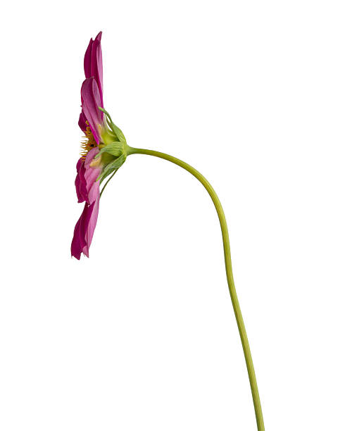istock Pink spring flowers on a white isolated background 2242425537