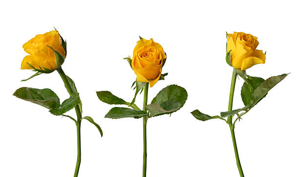 istock Yellow roses on a white isolated background 2242426061