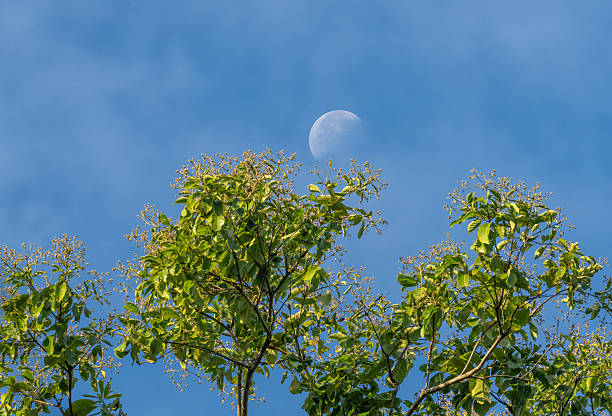 A serene view of the moon shining over the lush green canopy of a tropical rainforest, captured during the early morning. The contrast between the soft sky and dense foliage highlights the untouched wilderness and tranquil beauty of Costa Rica's natural landscapes.