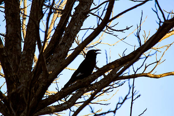 istock Australian Pied Currawong (Strepera graculina) 2242426878