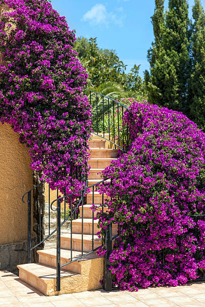 Spiral staircase of a house with blooming purple Bougainvillea growing