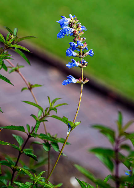 Salvia uliginosa plant at a garden in Sydney, New South Wales, Australia. (Photo by Tara Chand Malhotra)