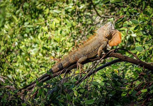 istock Green iguana on a tree in Costa Rica 2242428975