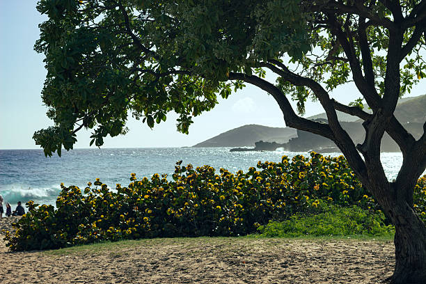 Beach with green trees overlooking the ocean and mountains creates an atmosphere of tranquility, seclusion and natural harmony under the warm sun of a tropical island