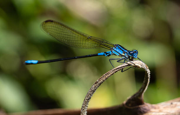 istock Blue Damselfly in Costa Rica Rainforest 2242430416