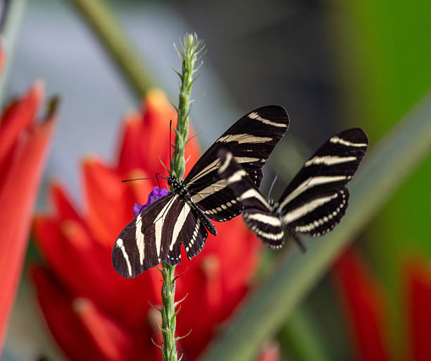 istock Zebra longwing butterflies feeding on tropical flower in Costa Rica 2242430499