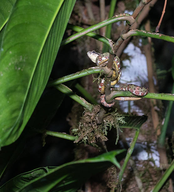istock Eyelash Viper coiled on vegetation in Monteverde rainforest 2242431630