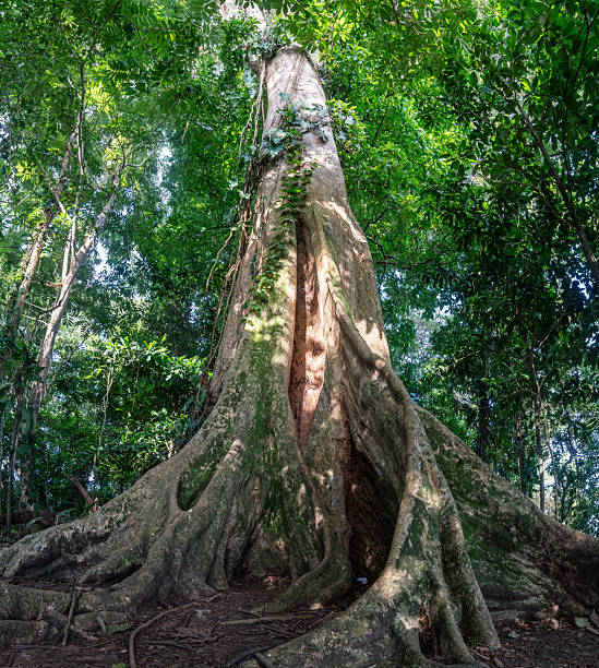 istock Giant rainforest tree with massive buttress roots in Costa Rica 2242432287