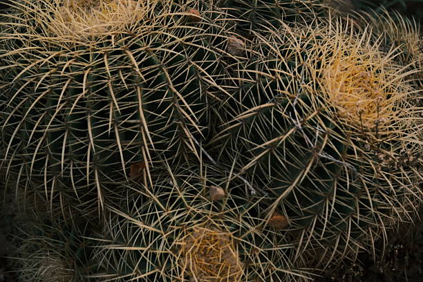 A close-up, dark, and dramatic full-frame photograph capturing the dense, interwoven texture of a cluster of Golden Barrel Cacti). The image emphasizes the plant's formidable defense mechanism, featuring a chaotic web of long, bright yellow to golden-brown spines that completely obscure the dark green, ribbed body of the cactus. The low-key lighting and deep shadows enhance the prickly texture and rugged beauty of the desert flora, evoking themes of resilience, survival, and natural pattern. The image is suitable for themes related to botany, desert ecosystems, texture, and abstract nature patterns.
