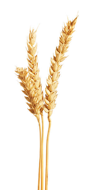 istock Three golden wheat ears isolated on white 2242436044