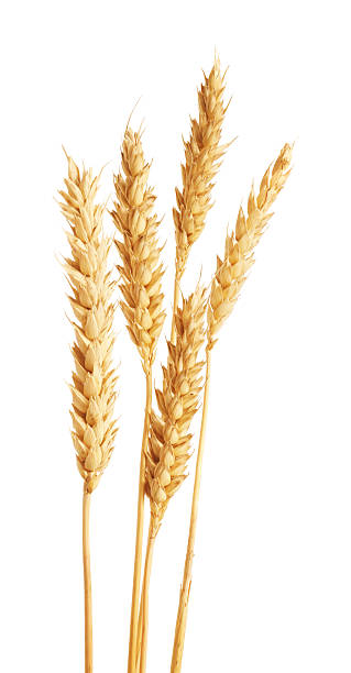 istock Many golden wheat ears isolated on white 2242436046