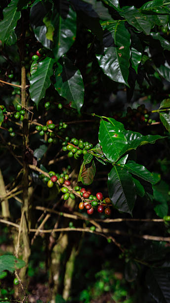istock Coffee plant showing ripe and green beans 2242436839